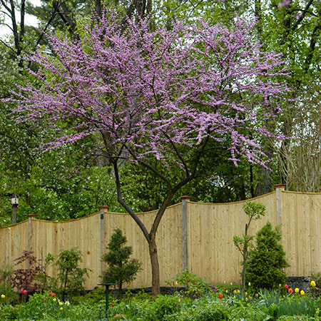 Lakeview Nurseries