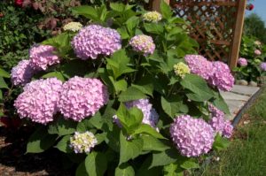 the-original-hydrangeas-draw-attention-to-a-pergola