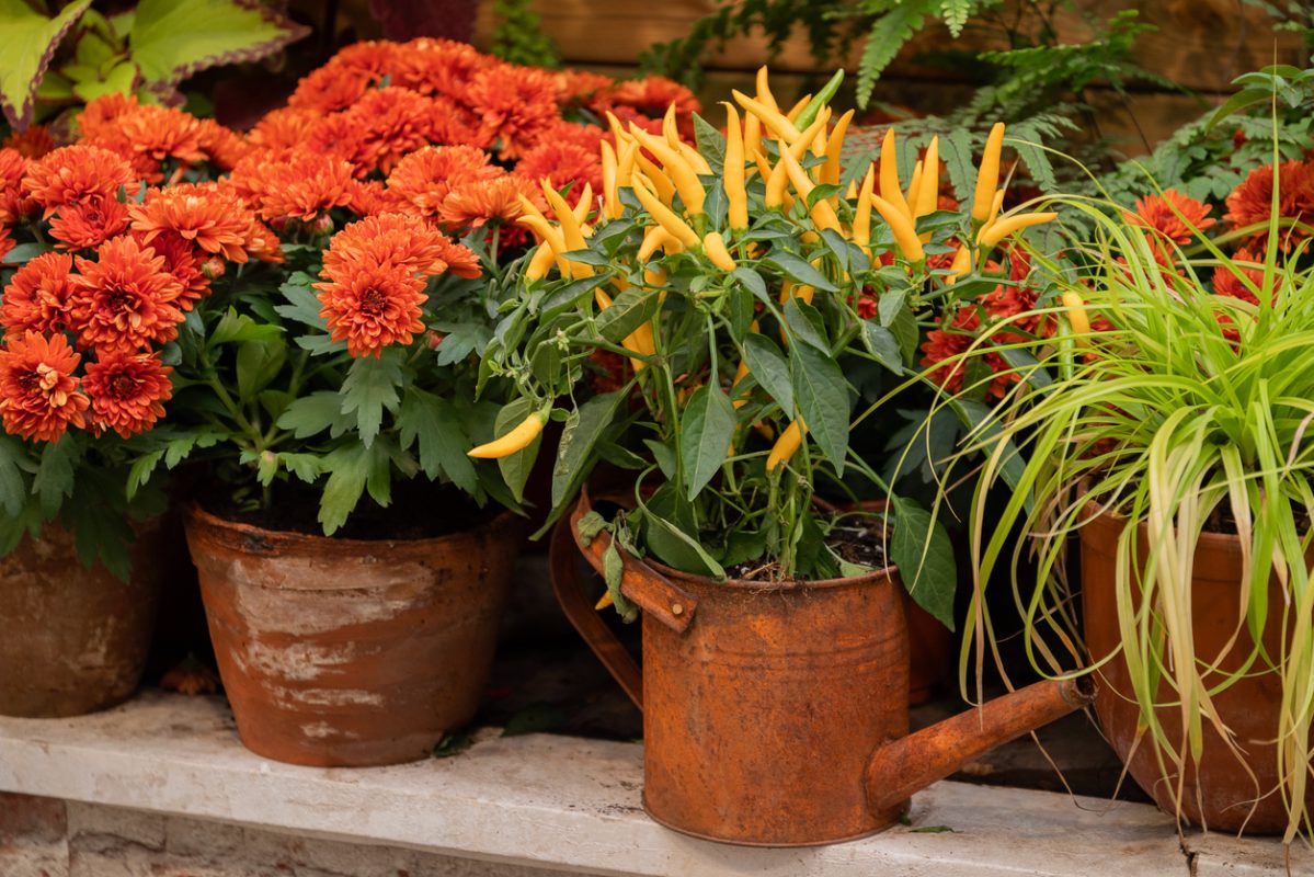 Lakeview Nurseries