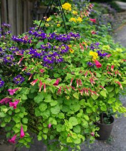 Workshop: Hummingbird's Buffet